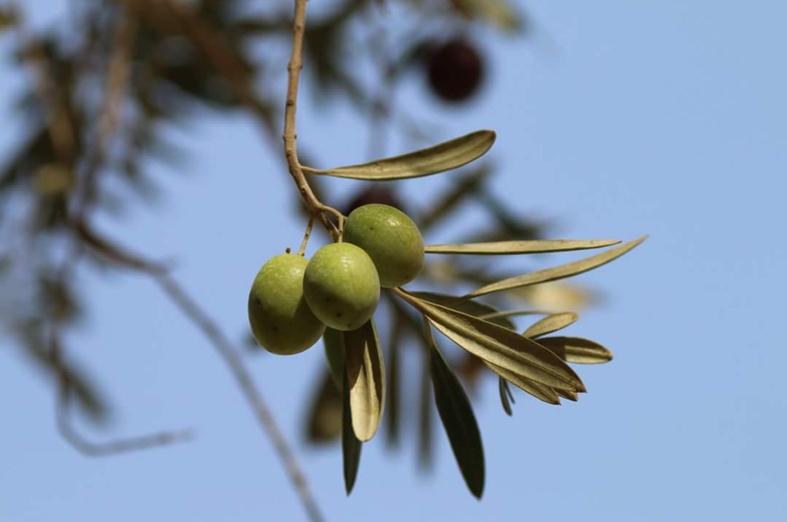 Olives