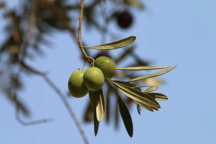 Zoli Keller_Olives.jpg